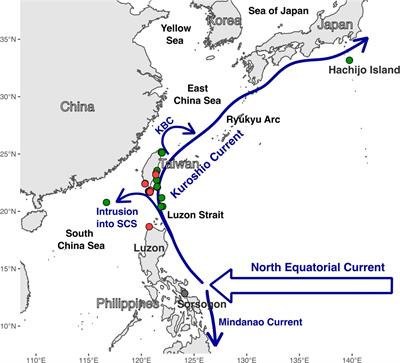 Seaweed diversification driven by Taiwan’s emergence and the Kuroshio Current: insights from the cryptic diversity and phylogeography of Dichotomaria (Galaxauraceae, Rhodophyta)